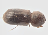 Hypothenemus dissimilis 13555