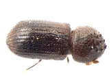 Hypothenemus dissimilis 13555