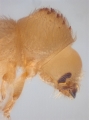 Hypothenemus dissimilis 14369