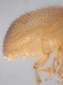 Hypothenemus dissimilis 14369