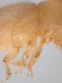 Hypothenemus dissimilis 14369