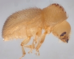 Hypothenemus dissimilis 14369