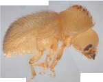 Hypothenemus dissimilis 14369