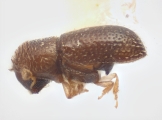 Hypothenemus distinctus 11828