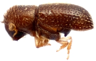 Hypothenemus distinctus 11828