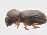 Hypothenemus dolosus 13600