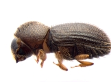 Hypothenemus dolosus 13600