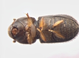 Hypothenemus dolosus 13600