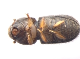 Hypothenemus dolosus 13600