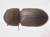 Hypothenemus dolosus 13600