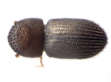 Hypothenemus dolosus 13600