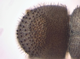 Hypothenemus dolosus 13600