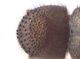 Hypothenemus dolosus 13600