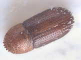 Hypothenemus eruditus 10398