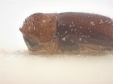 Hypothenemus eruditus 10398