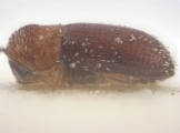Hypothenemus eruditus 10398