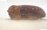 Hypothenemus eruditus 10398