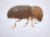 Hypothenemus eruditus 11464