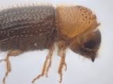 Hypothenemus eruditus 11464