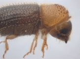 Hypothenemus eruditus 11464