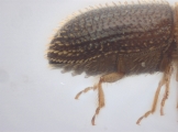 Hypothenemus eruditus 11464