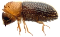 Hypothenemus eruditus 11464