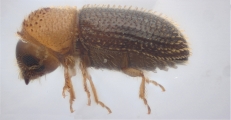 Hypothenemus eruditus 11464