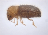 Hypothenemus eruditus 11464