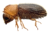 Hypothenemus eruditus 11464