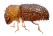 Hypothenemus eruditus 11464
