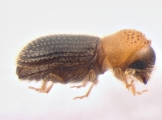 Hypothenemus eruditus 13587