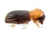 Hypothenemus eruditus 13587