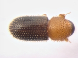 Hypothenemus eruditus 13587