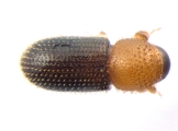 Hypothenemus eruditus 13587