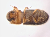 Hypothenemus eruditus 13587