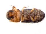 Hypothenemus eruditus 13587