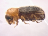 Hypothenemus eruditus 13587