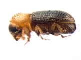 Hypothenemus eruditus 13587