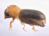 Hypothenemus eruditus 13654