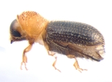 Hypothenemus eruditus 13654