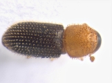 Hypothenemus eruditus 13654
