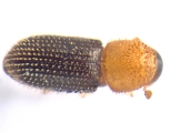 Hypothenemus eruditus 13654