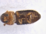 Hypothenemus eruditus 13654