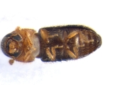 Hypothenemus eruditus 13654