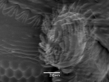 Hypothenemus eruditus 14329
