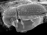 Hypothenemus eruditus 14329