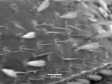 Hypothenemus eruditus 14329