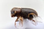 Hypothenemus eruditus 15198