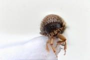 Hypothenemus eruditus 15198