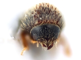 Hypothenemus californicus 12593